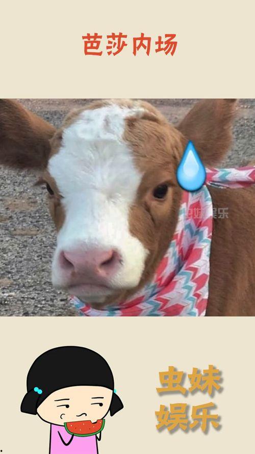 娱乐吃瓜酱熊大,娱乐界的“瓜王”传奇